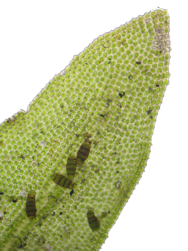 Nyholmiella obtusifolia
